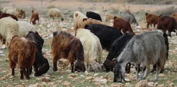 Hayvan besleme tartışması kanlı bitti: 1 yaralı, 3 tutuklu