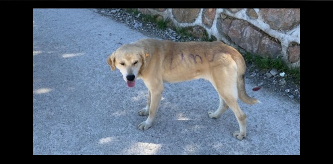 Köpeğin üzerine sprey boyayla ‘Umut’ yazdılar