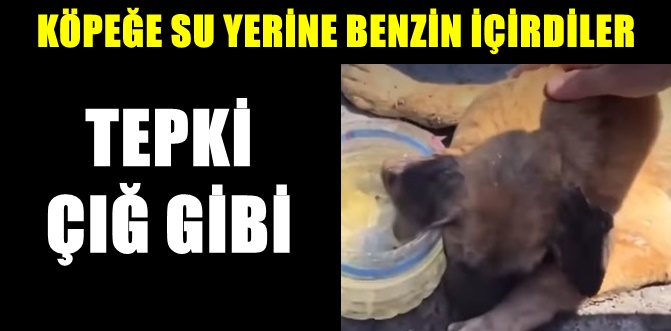 Sakarya'da köpeğin benzinle öldürülmesine hayvanseverlerden tepki..!
